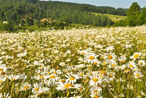Meadow Of Daisies Free Stock Photo Public Domain Pictures