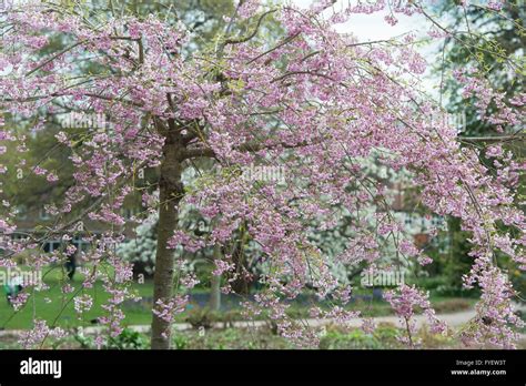 Prunus Subhirtella Pendula Plena Rosea Weeping Cherry Tree With