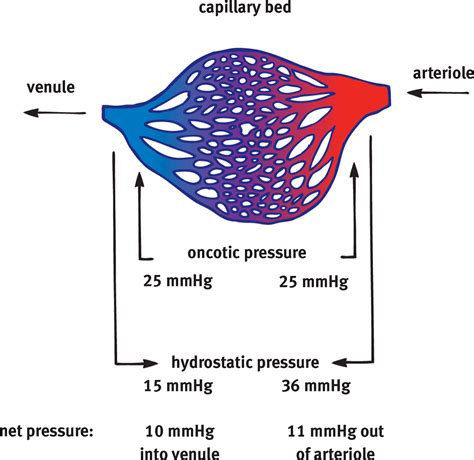 Image Of Capillary Bed Showing Oncotic Pressure Remains Constant While