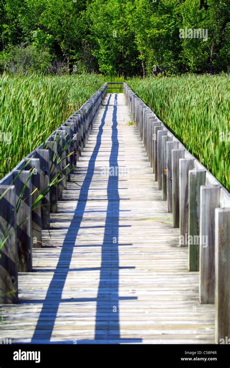 A Wooden Boardwalk Cuts Through The Tall Reeds And Grasses Of A