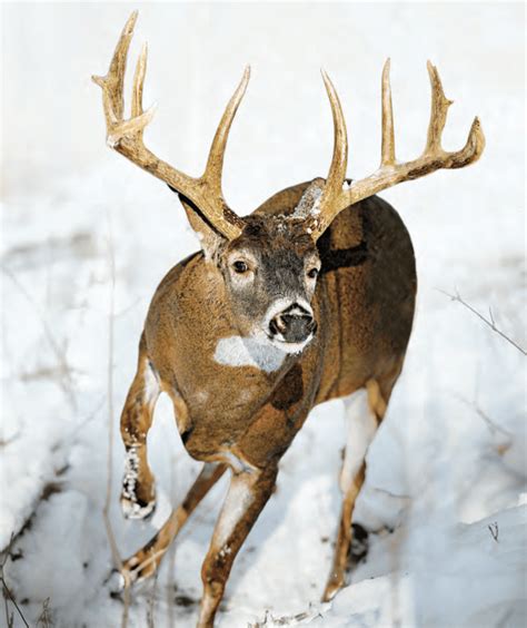 Whitetail Buck Chasing Does Through The Snow Nature Pinterest