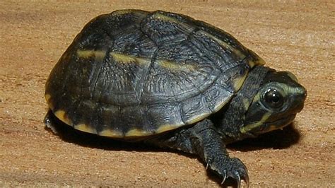 Wild File Striped Mud Turtle