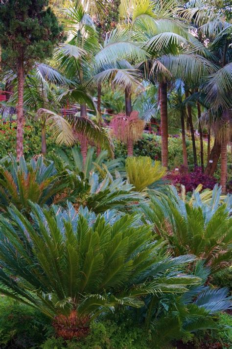 These plants are designed for the northern climate. Cycas revoluta | Tropical landscape design, Tropical ...