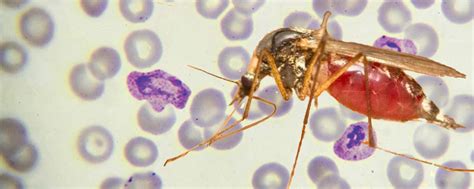 Malaria Plasmodium Parasites Can Be Stop Targeting Cxcr4 Protein