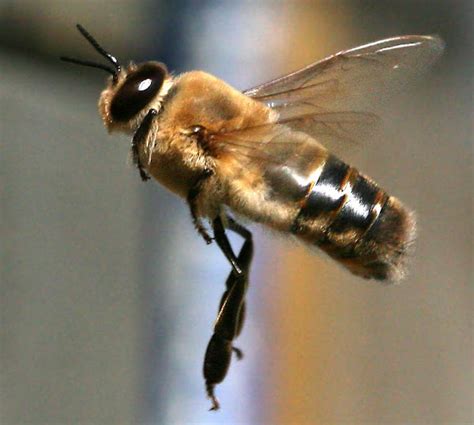All You Need To Know About Drone Bee With Photo