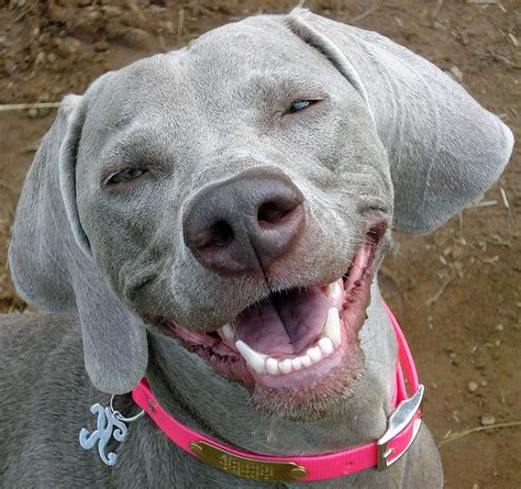 50 Best Smiling Dogs Images On Pinterest Smiling Dogs Funny Dogs And