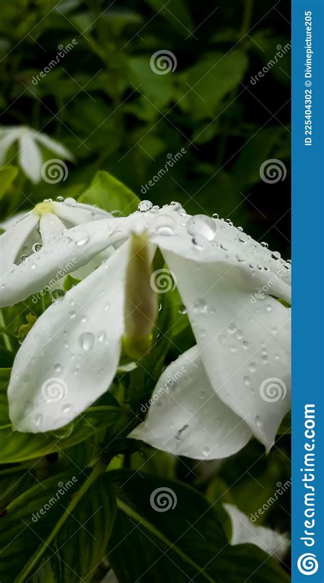 White Flower With Water Droplets Stock Photo Image Of Green Garden