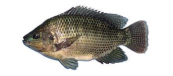 Idealnya, pakan yang diberikan kepada ikan baca juga: BUDIDAYA IKAN NILA ( Oreochromis niloticus ) - PUSTAKA PERTANIAN