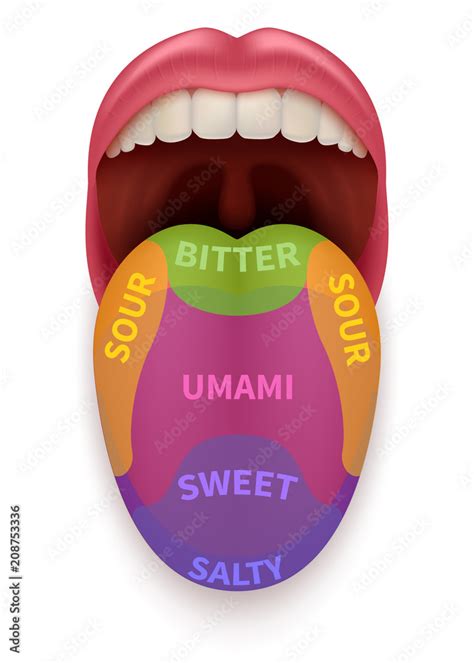 Plakat Realistic Tongue With Basic Taste Areas Tasting Map In Human