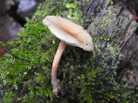 Hygrophorus Fr Colombian Fungi Made Accessible