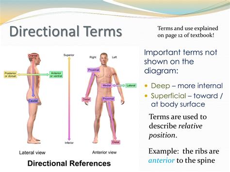 Anatomical Body Planes And Directional Terms Body