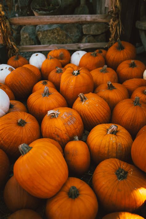 Free Images Plant Fall Produce Autumn Halloween Pumpkin Patch