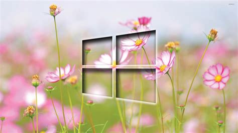 🔥 Download Windows Transparent Logo On Cosmos Blossoms Wallpaper Puter