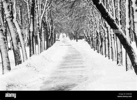 Park Alley In Winter Black And White Image Of A Snowy Walkway In The