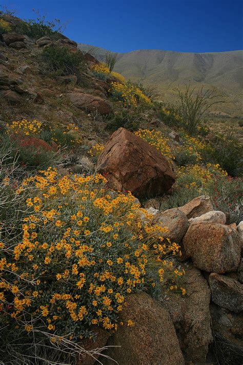 Desert Bloom Photograph By Scott Cunningham Fine Art America