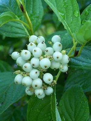 We did not find results for: Cornus alba 'Bud's Yellow' Siberian Dogwood from Quackin ...
