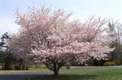 Buy 2 Gallon Yoshino Cherry Tree A Stunning Tree In Spring With A