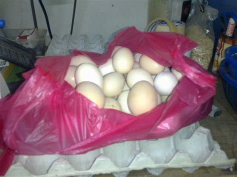 Pedas Agro Farm Jual Telur Ayam Kampung