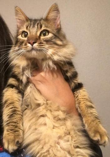 They were employed as ship's cats, catching mice and generally providing company to those aboard. Prince Caspian Maine Coon Young - Adoption, Rescue for ...
