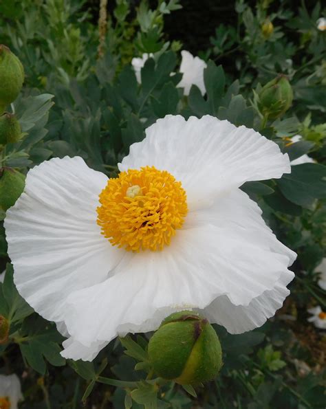 Dry Areas Romneya Coulteri The Beth Chatto Gardens