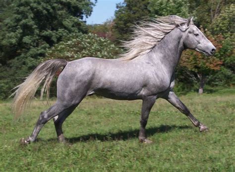 218 Best Horses Images On Pinterest Beautiful Horses Wild Horses And