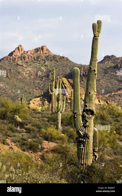 Saguaro Cacti At Superstition Mountains Near Apache Junction Arizona