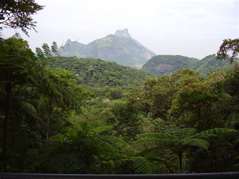 Tijuca National Park Rio De Janeiro Blog