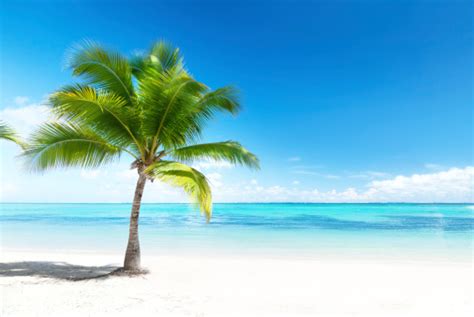 Palm Tree On Beach Overlooking Ocean Stock Photo Download Image Now