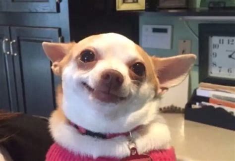 Chihuahua Meme Face 20 Best Chihuahua Memes Of All Time Dansk Butik