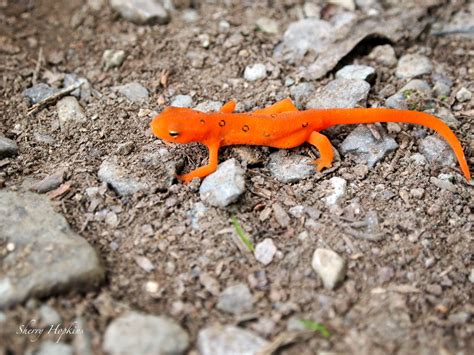 Lizard On Appalachian Trail Virginia Photography Animalsinsects