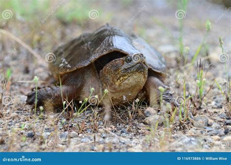Common Snapping Turtle Georgia Usa Stock Photo Image Of Carapace