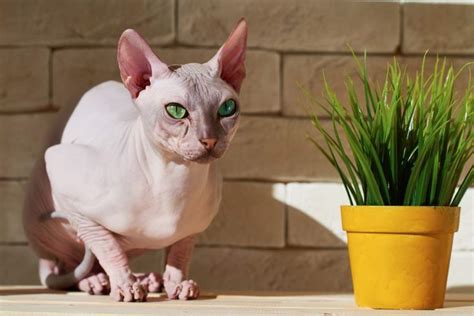 Hairless Cat Breeds How To Care Them