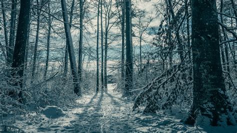 Snow Covered Trees During Winter 4k Hd Forest Wallpapers Hd