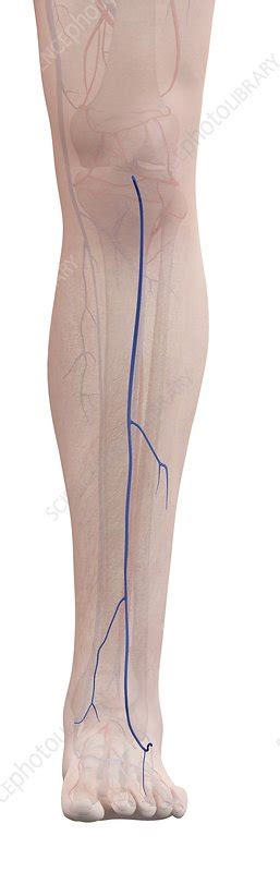 Human Leg Veins Illustration Stock Image F0116279 Science Photo