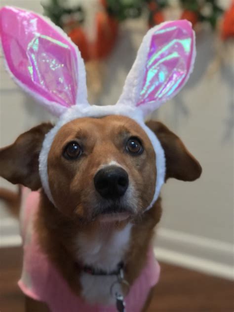 Just 11 Adorable Doggos Getting Into The Easter Spirit The Irish News