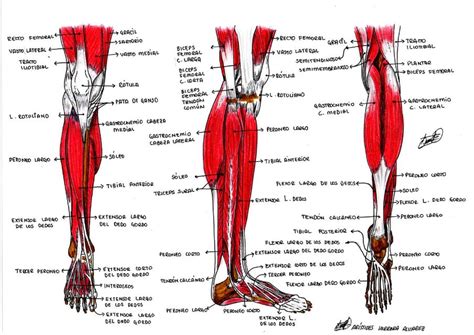 Anatomia Musculos Miembro Inferior Arístides Herrera Álvarez Udocz