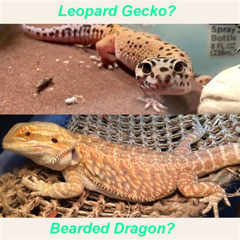 Leopard Gecko Vs Bearded Dragon What You Need To Know Before Buying