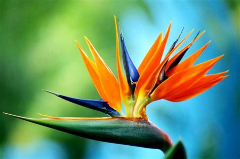 Top 8 Most Beautiful Flowers In The World That Are Amazing