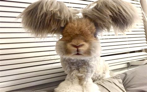 12 Times Wally The Bunny Reminded Us That Its Good To Be Funny Looking