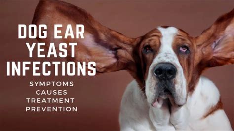 Dog Ear Yeast Infections Amazing Symptoms Causes Treatment And Prevention