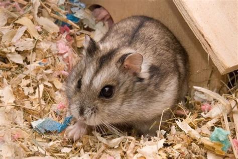 Campbells Russian Dwarf Hamster Info Pictures Traits Facts
