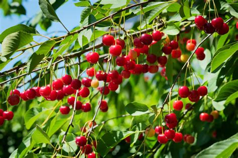 15 Different Types Of Cherry Trees Cherry Tree Varieties Trang Tin Tức Tổng Hợp Dalatpanorama