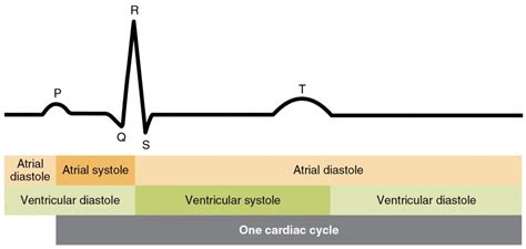 Cardiac Cycle Anatomy And Physiology