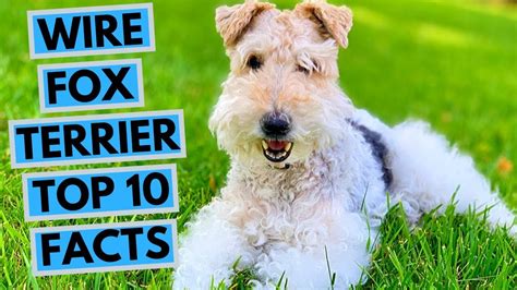 Wire Fox Terrier Top 10 Interesting Facts Youtube