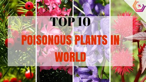 Top 10 Poisonous Plants In World Plants That Could Kill You Youtube