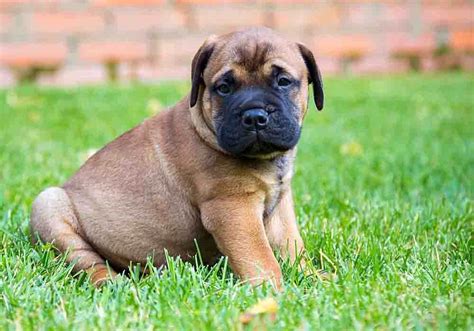 What To Look For In A Bullmastiff Puppy