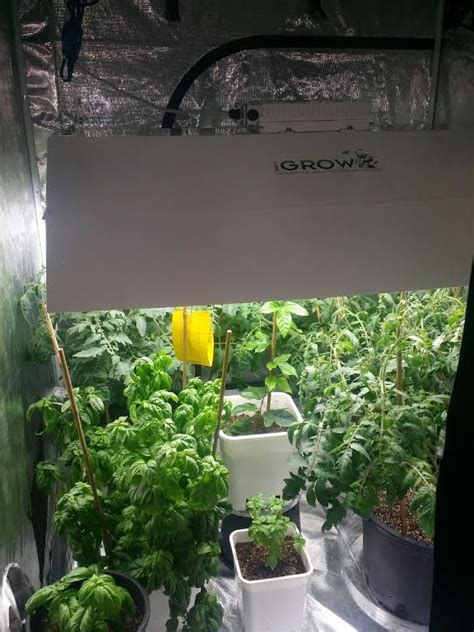 The best led grow lights keep each of these components in mind Nice lettuce growing with our 400 watt induction light. # ...