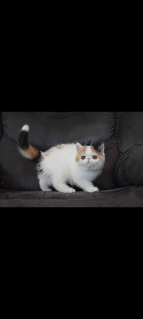 Rapsodynblue Persian And Exotic Cat Breeder