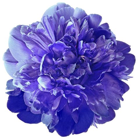 Blue Peony Flower On A White Isolated Background With Clipping Path