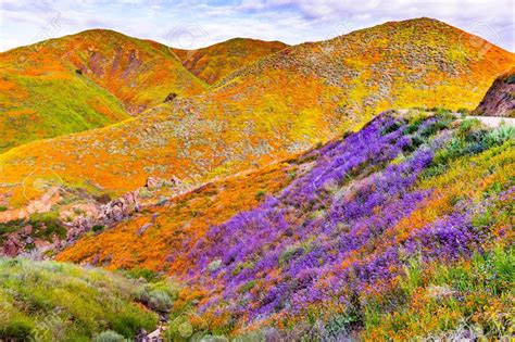Landscape In Walker Canyon During The Super Bloom California Poppies